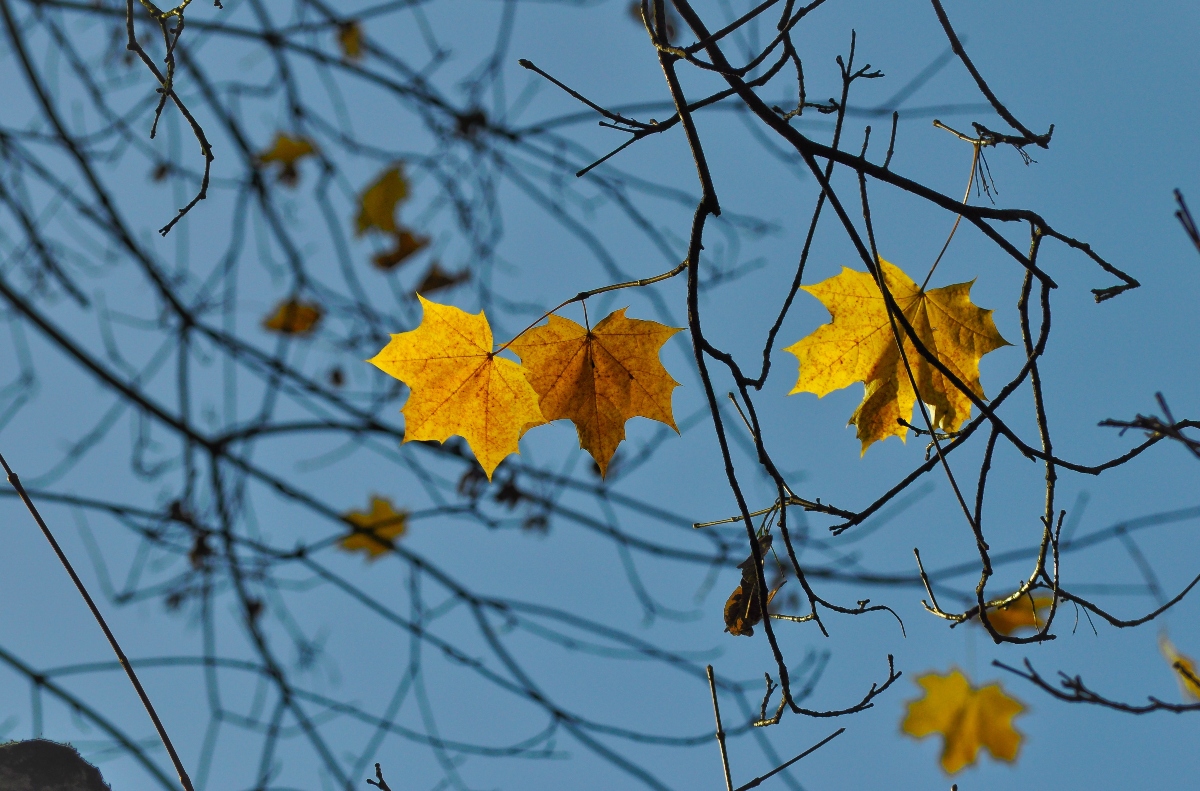 leaves autumn november yellow 1