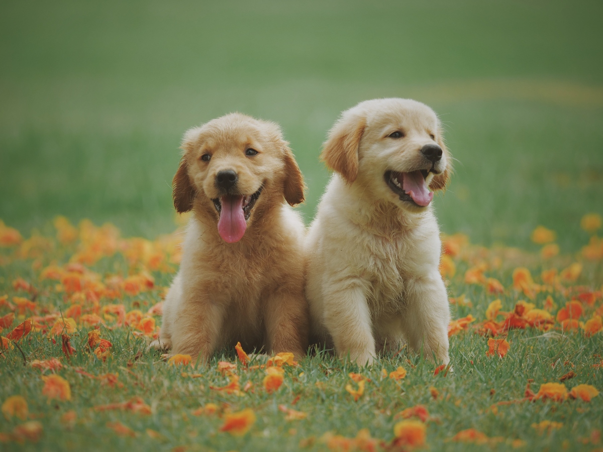 two yellow Labrador retriever puppies two yellow Labrador retriever puppies