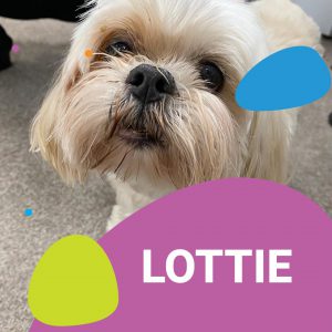 lottie tactical cute doggo