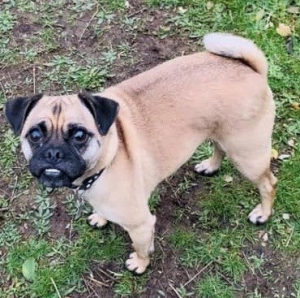 puggle tactical love pet